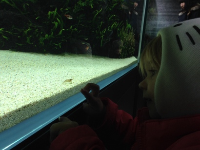 Hello shrimp!