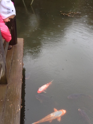 Koi