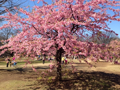 Yoyogi Park